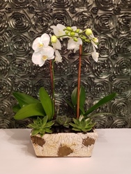 Orchid Garden from Arjuna Florist in Brockport, NY
