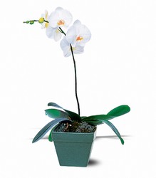 Phalaenopsis Orchid Plant from Arjuna Florist in Brockport, NY