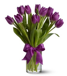Passionate Purple Tulips from Arjuna Florist in Brockport, NY