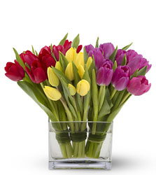 Tulips Together from Arjuna Florist in Brockport, NY