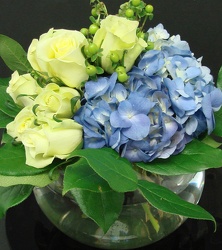 Blue Dream from Arjuna Florist in Brockport, NY