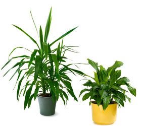 Designer's Choice Green Plant from Arjuna Florist in Brockport, NY