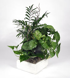 Sympathy Designer's Choice Dishgarden from Arjuna Florist in Brockport, NY