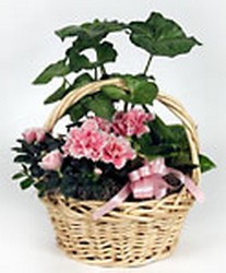 Sympathy Designer's Choice Dishgarden w/fresh cuts/blooming  from Arjuna Florist in Brockport, NY