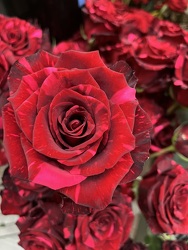 Premium One Dozen Roses! from Arjuna Florist in Brockport, NY