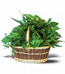 Green Garden Basket Deluxe from Arjuna Florist in Brockport, NY