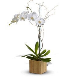 Bamboo Shangri-La from Arjuna Florist in Brockport, NY