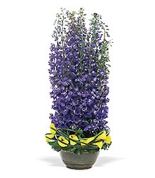 Distinguished Delphinium from Arjuna Florist in Brockport, NY