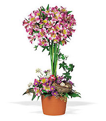 Alstroemeria Topiary from Arjuna Florist in Brockport, NY