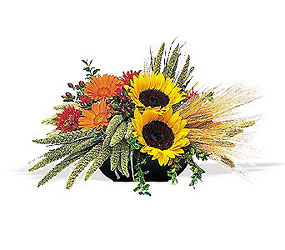 Sunflower Harvest from Arjuna Florist in Brockport, NY
